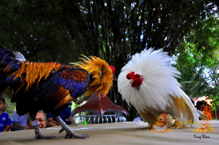 Đá gà Hay88 mang đến trải nghiệm cá cược trực tuyến rõ ràng và minh bạch